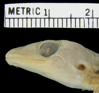 Media type: image;   Herpetology R-21927